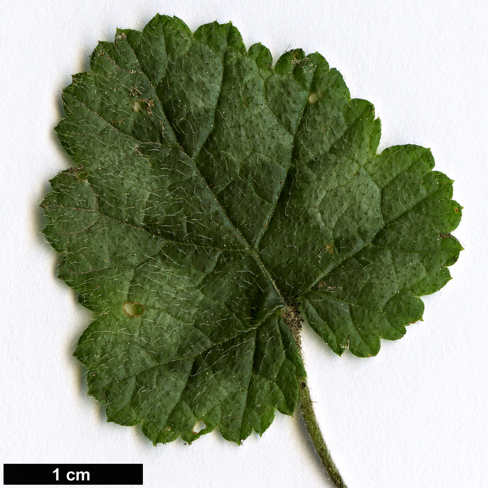 High resolution image: Family: Rosaceae - Genus: Rubus - Taxon: pectinellus - SpeciesSub: var. trilobus